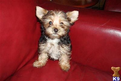 Yorkshire Terrier Puppies in FL